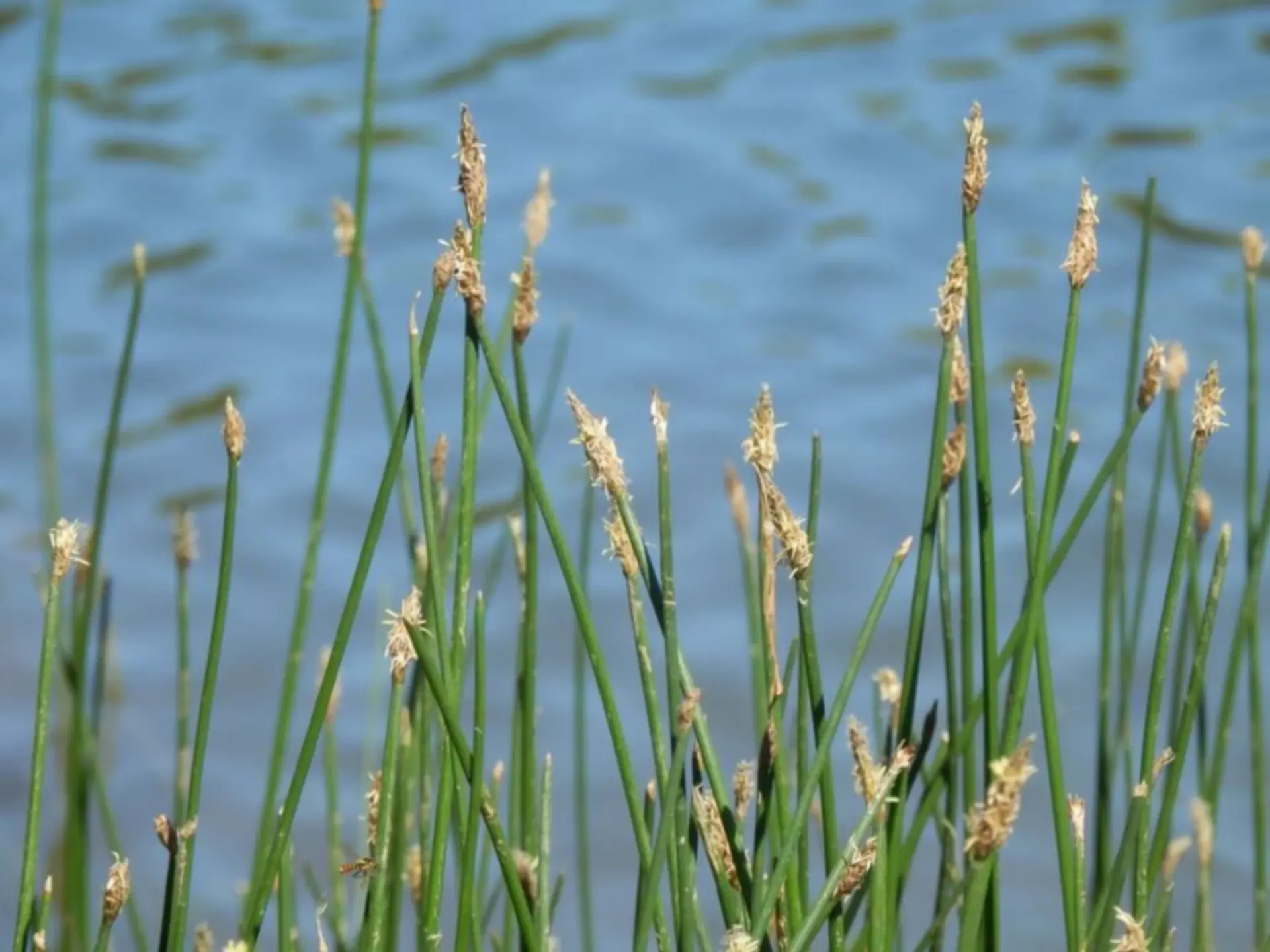 Eleocharis palistris