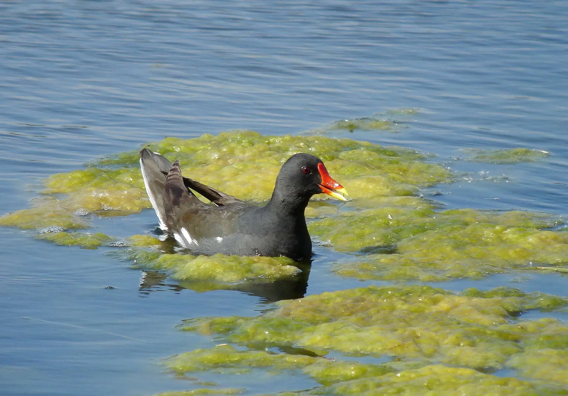 Gallinule poule d'eau