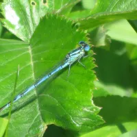Demoiselle