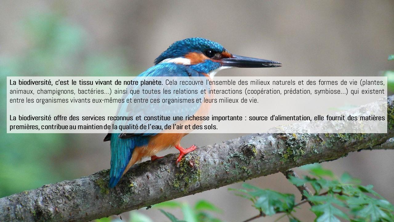 En tete biiodiv
