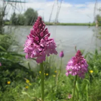 Flore