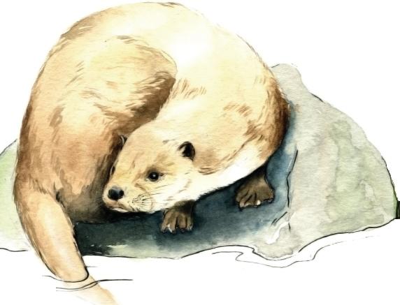 Loutre2seule